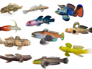 11 goby fish collection low poly Modello 3D