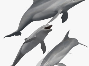 3D Animated Dolphin Modello 3D