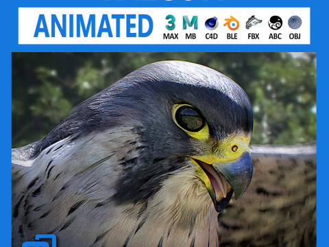 3D Animated Falcon Modello 3D