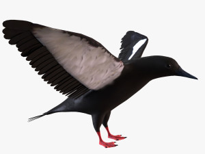 3D Black Guillemot Modello 3D