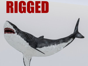 3d rigged shark model Modello 3D