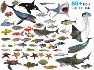 50 fish collection low poly s Modello 3D