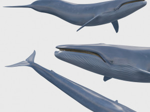 Accurate Blue Whale - 3d animated Modello 3D