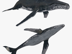 Accurate Humpback Whale 8K - 3d animated Modello 3D