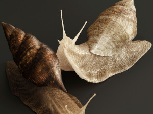 Achatina snails Modello 3D