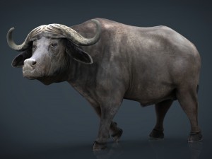 african buffalo Modello 3D