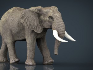 african elephant Modello 3D