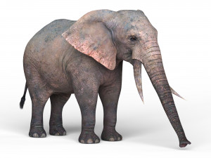 african elephant Modello 3D