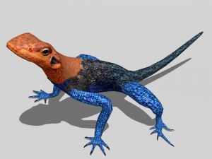 agama lizard Modello 3D