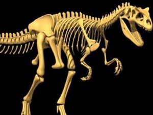 allosaurus dinosaur skeleton Modello 3D