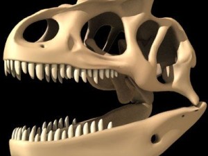 allosaurus dinosaur skull Modello 3D