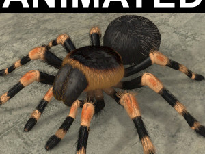 animated tarantula Modello 3D