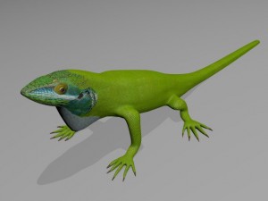 Anole lizard Modello 3D