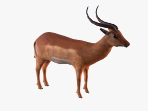 antelope Modello 3D