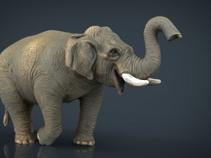 asian elephant 2 Modello 3D