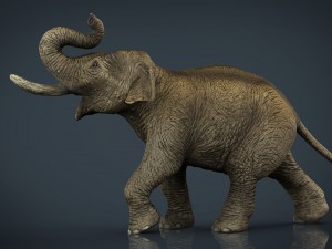 asian elephant Modello 3D