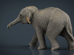 asian elephant babe Modello 3D