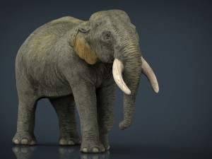 asian elephant mother Modello 3D