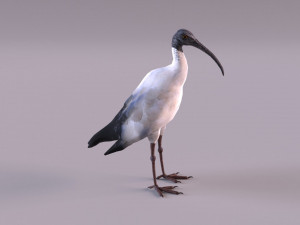 australian ibis Modello 3D