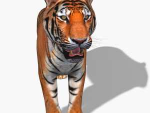 awesome tiger Modello 3D