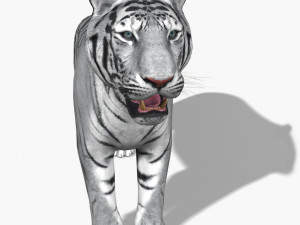 awesome white tiger Modello 3D