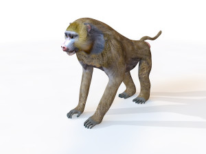 baboon monkey rigged animal Modello 3D