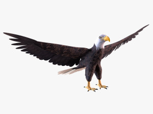 Bald eagle Modello 3D