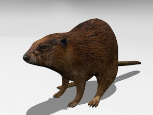 beaver Modello 3D