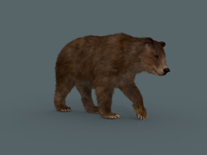 best bear - 3d animated brown bear Modello 3D