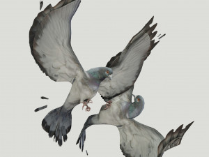BIRDS Modello 3D