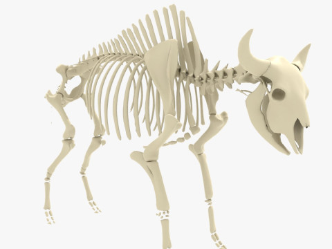 Bison Skeleton Modello 3D
