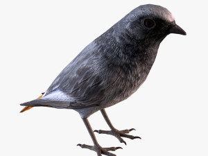 Black redstart Modello 3D