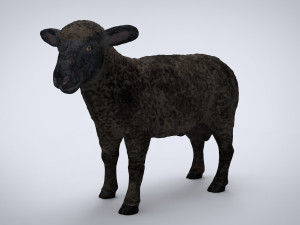 black sheep Modello 3D