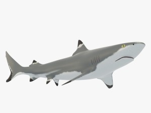blacktip reef shark Modello 3D