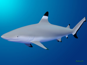 blacktip reef shark Modello 3D