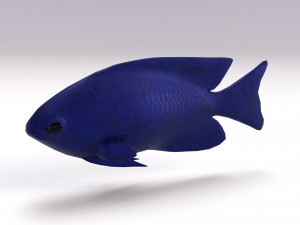 blue damselfish Modello 3D