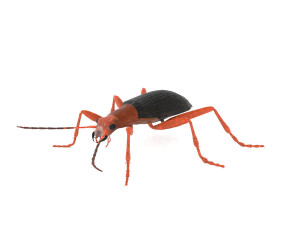 bombardier beetle Modello 3D