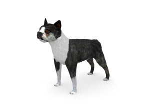 boston terrier Modello 3D