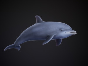 bottle nose dolphin Modello 3D
