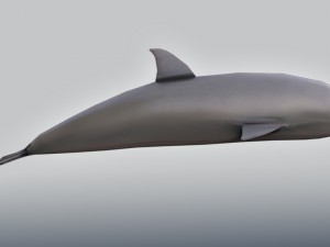 bottlenose dolphin Modello 3D