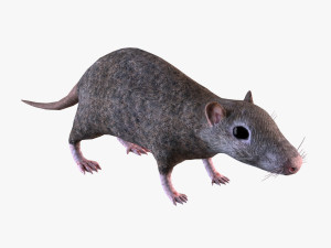 Brown Rat Modello 3D