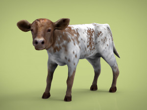 calf Modello 3D