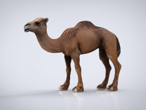 camel Modello 3D