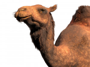 camel hair fur rigged low poly animal Modello 3D