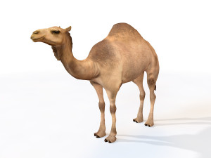 camel rigged animal Modello 3D