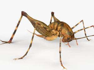 Camelback Cricket Modello 3D