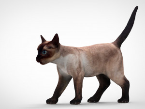 cat Modello 3D