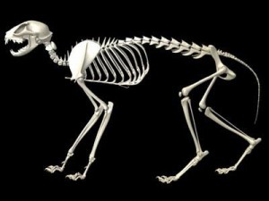 cat skeleton Modello 3D