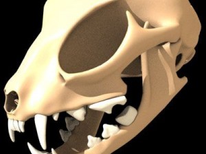 cat skull Modello 3D