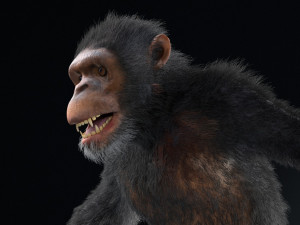 chimpanzee ape rigged low poly animal Modello 3D